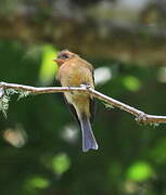 Northern Tufted Flycatcher