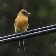 Northern Tufted Flycatcher