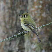 Yellowish Flycatcher