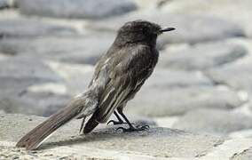 Black Phoebe