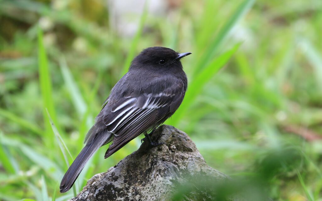 Moucherolle noir