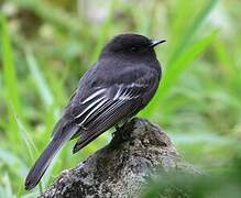 Black Phoebe