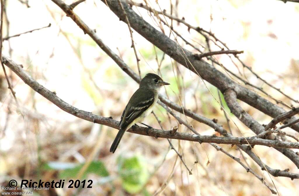 Western Flycatcher