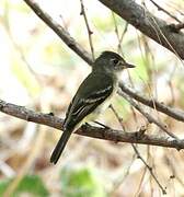 Western Flycatcher