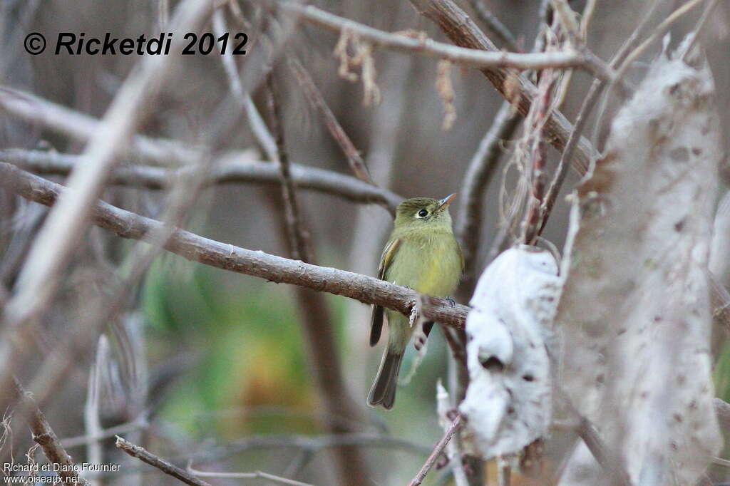 Western Flycatcher, habitat