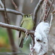 Western Flycatcher