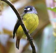 Ornate Flycatcher