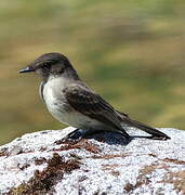 Eastern Phoebe