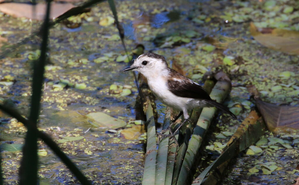 Pied Water Tyrant