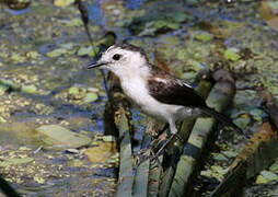 Pied Water Tyrant