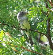 Least Flycatcher