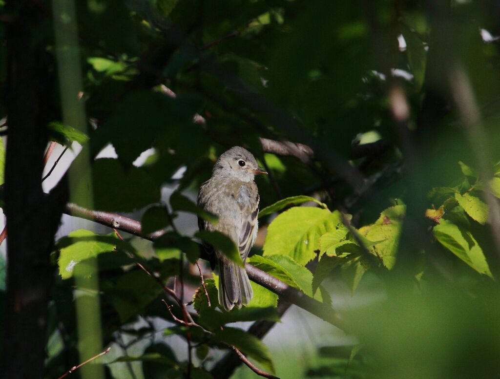 Least Flycatcher