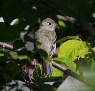 Least Flycatcher