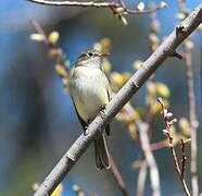 Least Flycatcher