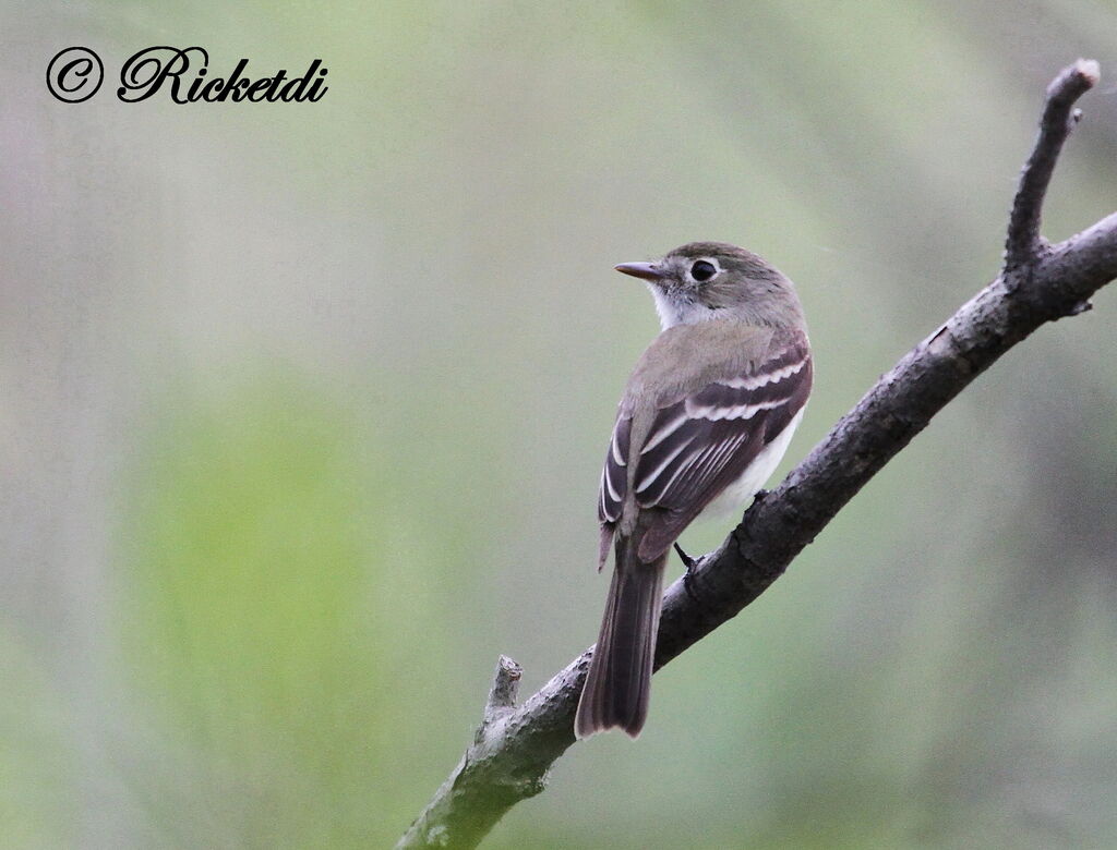 Least Flycatcher