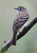 Least Flycatcher