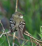 Least Flycatcher