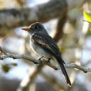 Cuban Pewee