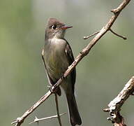 Cuban Pewee