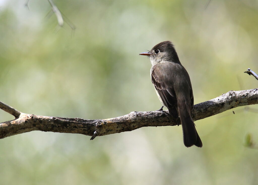 Cuban Pewee