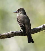 Cuban Pewee