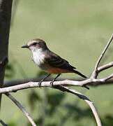 Vermilion Flycatcher