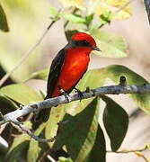 Vermilion Flycatcher