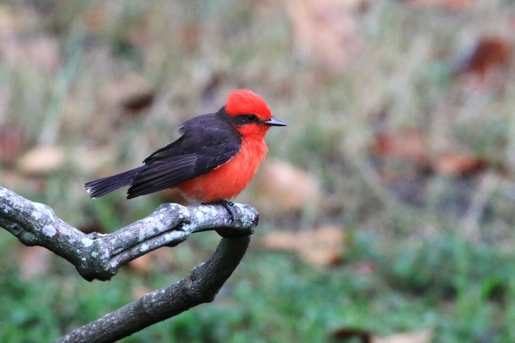 Vermilion Flycatcher