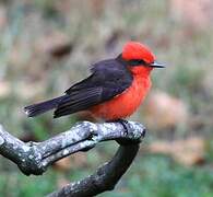 Vermilion Flycatcher