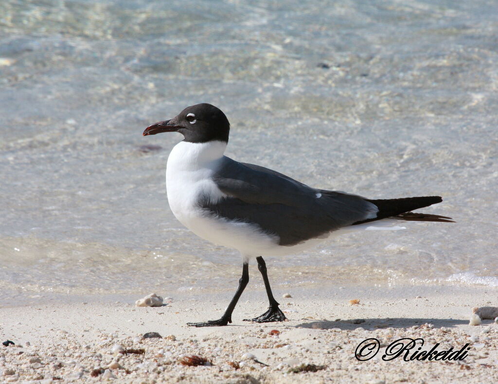 Laughing Gull