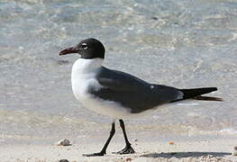 Laughing Gull