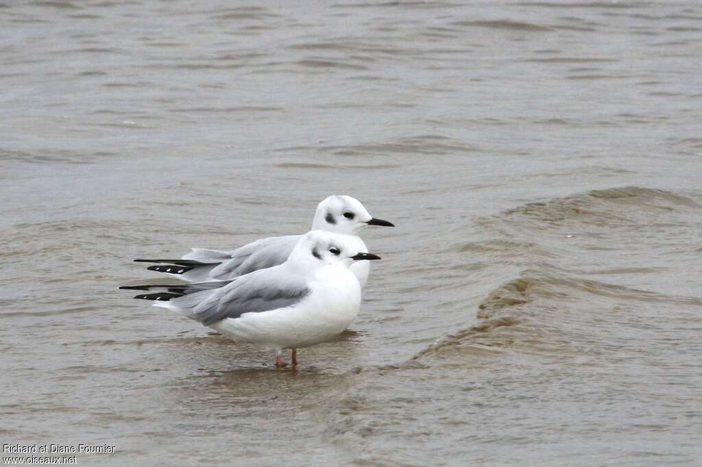 Mouette de Bonaparteadulte internuptial, identification