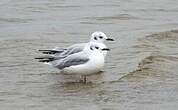 Mouette de Bonaparte