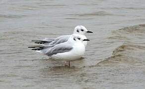 Bonaparte's Gull