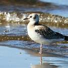 Mouette de Bonaparte