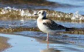 Bonaparte's Gull