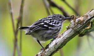 Pacific Antwren