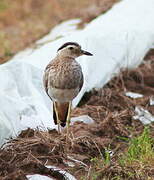 Double-striped Thick-knee