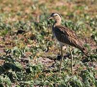 Double-striped Thick-knee