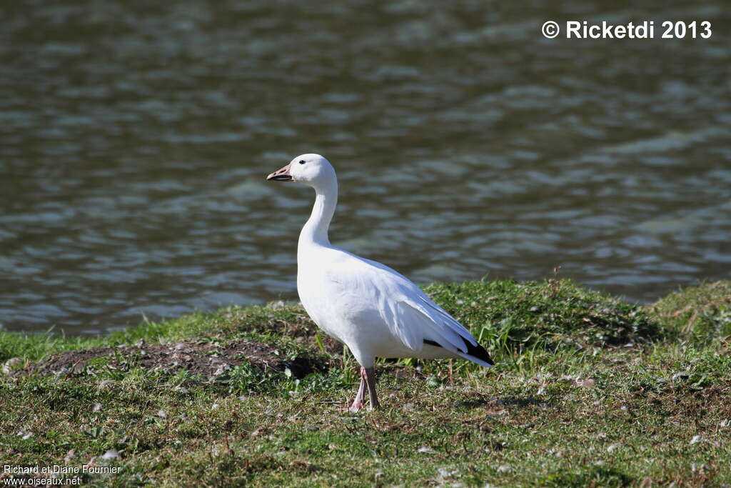 Snow Gooseadult post breeding, identification