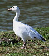 Snow Goose