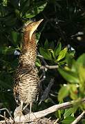 Bare-throated Tiger Heron