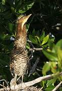 Bare-throated Tiger Heron