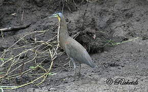 Bare-throated Tiger Heron