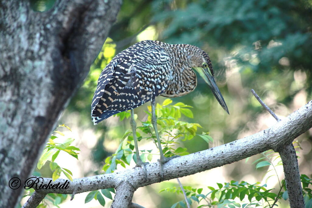 Bare-throated Tiger Heron