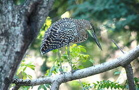 Bare-throated Tiger Heron