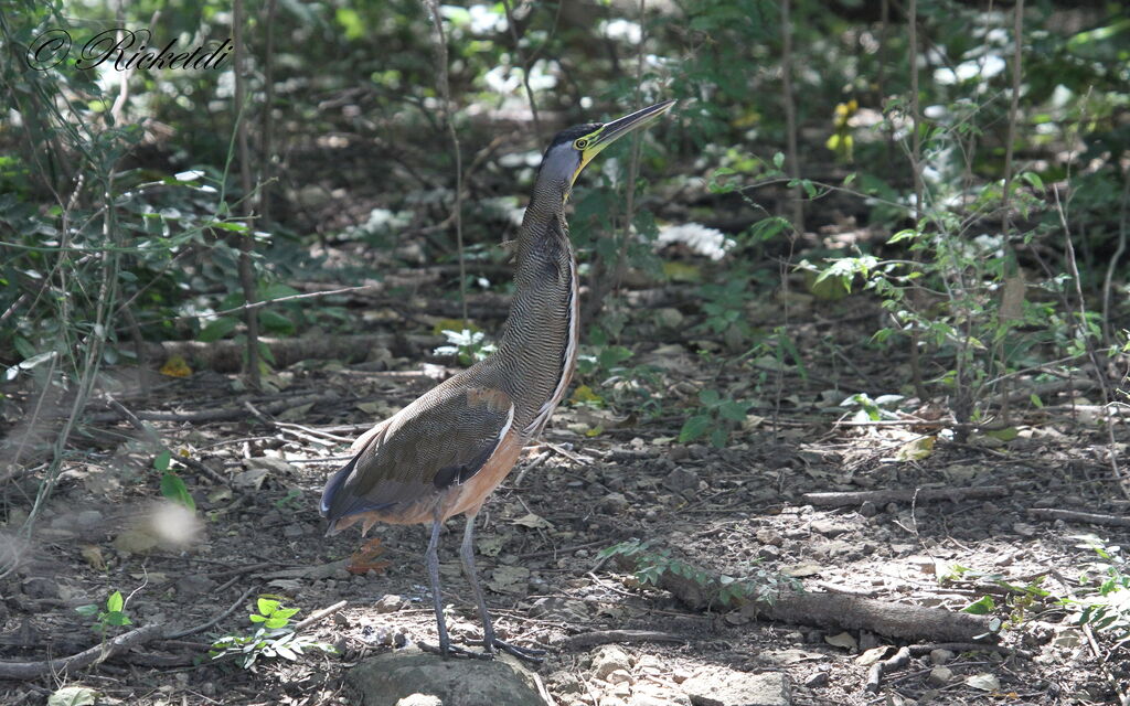 Bare-throated Tiger Heron