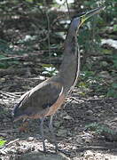 Bare-throated Tiger Heron