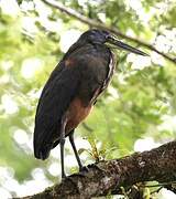 Bare-throated Tiger Heron