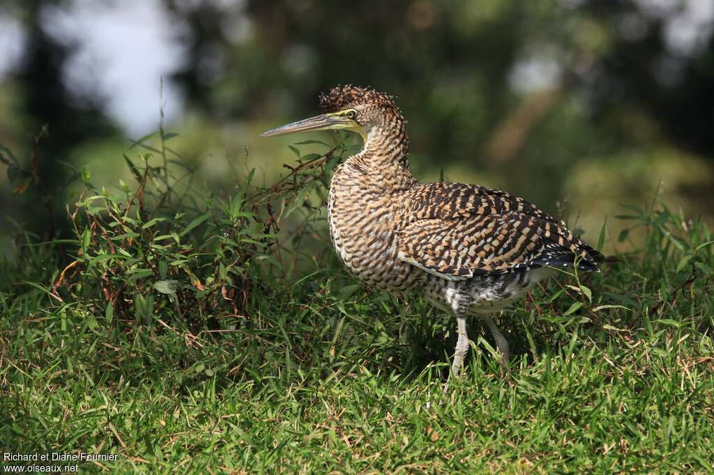 Onoré du Mexiquejuvénile, identification